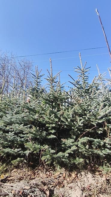 кра: Ели голубые (Picea pungens, «колючая ель») для озеленения. - Плотная — 4