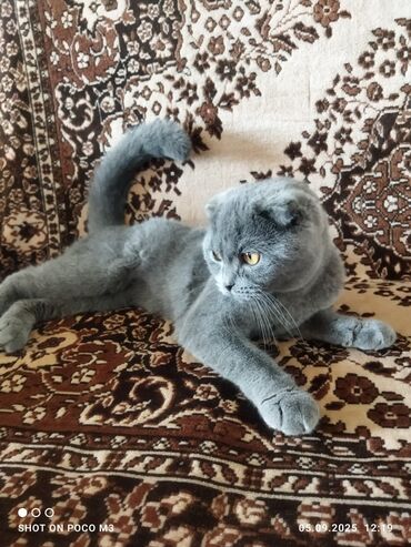 ağ pişik şəkilləri: Şotland yastı qulaq