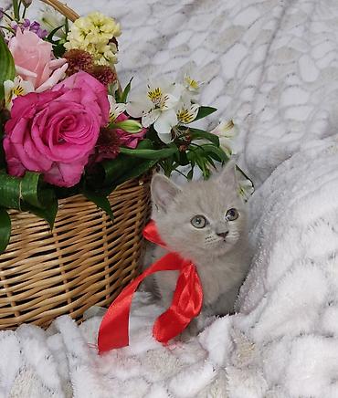 Pişiklər: Britan, Dişi, Pulsuz çatdırılma -da lalafo.az — 6 Pişiklər: Britan, Dişi, Pulsuz çatdırılma — 6