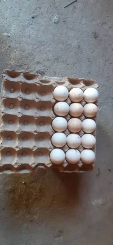 яйцо перепелиное в Кыргызстан | МОЛОЧНЫЕ ПРОДУКТЫ И ЯЙЦА: Продаю | Инкубационные яйца | Для разведения