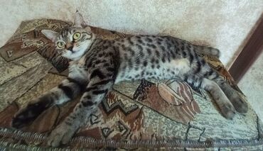 котят в добрые руки: 1 год, Девочка, Кастрирована, Приучена к лотку, Проглистована