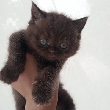 кот токмок: Продаю британского котенка. это девочка. 
цена: 2000 сом