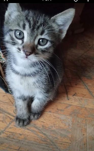 bala pişik ucuz: Котенок в добрые руки. Всего 4 котенка .3 мальчикаодна девочка — 1