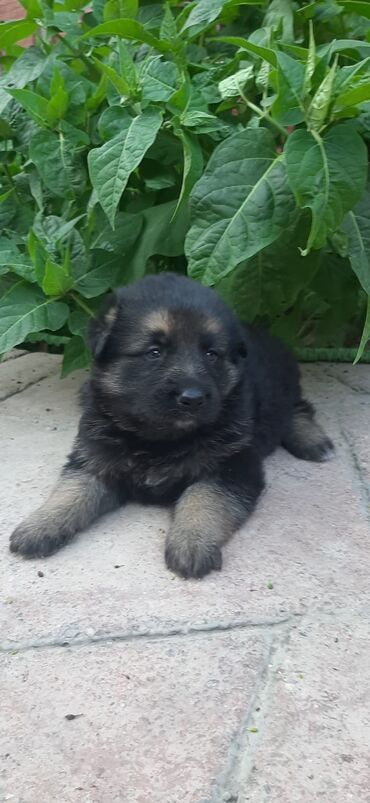 İtlər: Alman çoban iti, 1 ay, Dişi, Ünvandan götürmə lalafo.az -da İtlər: Alman çoban iti, 1 ay, Dişi, Ünvandan götürmə