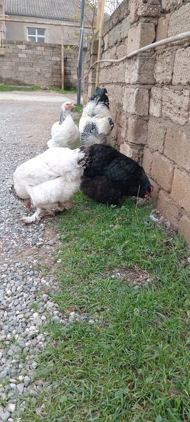 Toyuqlar: Brahma toyuqları – yumurtacı və ətlik iri cins 3 toyug 1 xoruz 280 m — 9