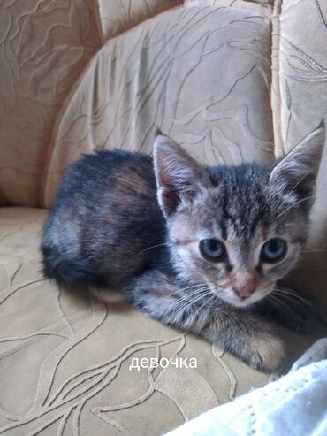 кошки в добрые руки: Кошка даром: Беспородная, 2 месяца, Девочка, Приучена к лотку