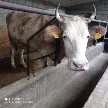 Животные: Продаю | Корова (самка) | Алатауская | Для молока | Стельные, Искусственник