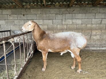 продам ячмень оптом: Кочкор Сатылат линиясы бар 2 жаш кулак 19бою 96 жогору адрес