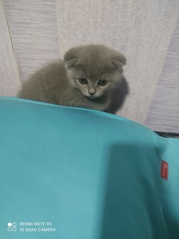 Pişiklər: Şotland, Erkək, Dişi, Ünvandan götürmə -da lalafo.az — 5 Pişiklər: Şotland, Erkək, Dişi, Ünvandan götürmə — 5