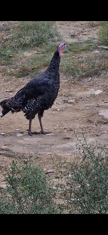 damaz: Məhsul: Hind quşu Amerikan bronz cücələri Təsvir: - Şəkillərdə qara — 2