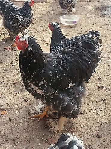 Куры, петухи: Продаю | Куры | Брама | Для разведения at lalafo.kg — 16 Куры, петухи: Продаю | Куры | Брама | Для разведения — 16
