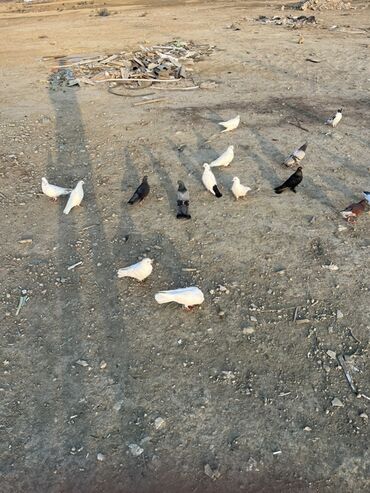 Göyərçinlər: Göyərçinlər zabratdadı hamsı uçan quşlardı isdəyən olsa gəlsin həyətdə — 5