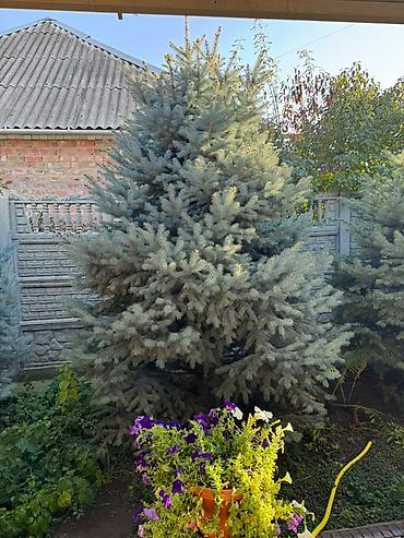 семена ель: Ель голубая (Picea pungens), Декоративная декоративная хвойная порода — 3