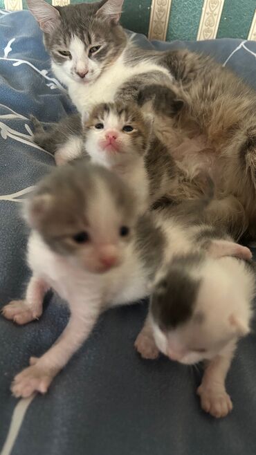 Pişiklər: Dişi, Yaxşı əllərə -da lalafo.az — 6 Pişiklər: Dişi, Yaxşı əllərə — 6