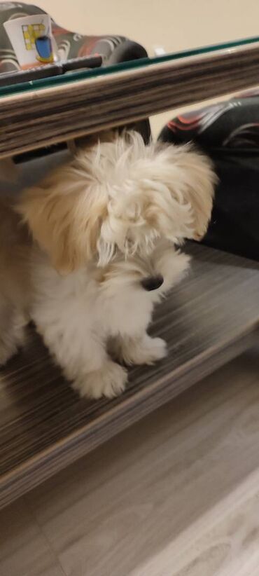 Psi: Na prodaju štene mužijaka havanskog bišona, izložbenog potencijala na lalafo.rs — 5 Psi: Na prodaju štene mužijaka havanskog bišona, izložbenog potencijala — 5