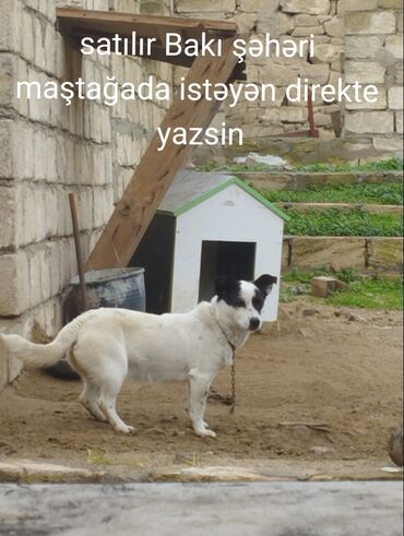 İtlər: Akita-inu, 9 ay, Dişi, Sənədli, Ünvandan götürmə