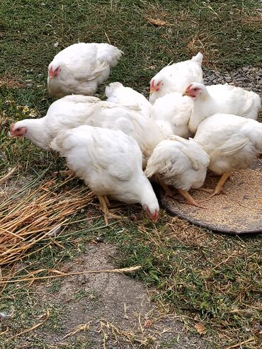 Toyuqlar: Təmizlənmiş Colpa var təmiz əti 1500.1600.1700.1800di istəyən zakas — 6