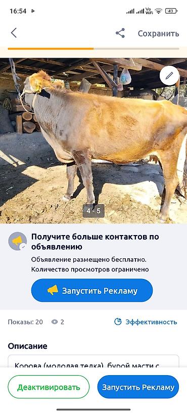 веревки лля тюков: Продаю | Тёлка | Для молока | Стельные — 1