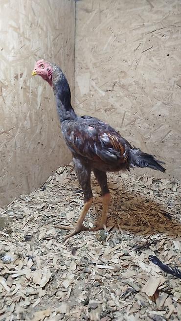 кормушки для животных: Продаю | Куры — 3