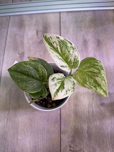 Эпипремнумы и сциндапсусы: Сциндапсус (Epipremnum/Scindapsus) вариегатный в горшке. Особенности — 13