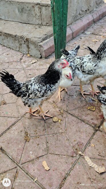 Cücələr: Toyuq cücələri, Damazlıq — 8