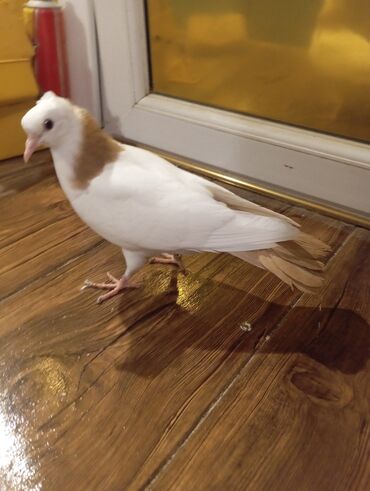 Göyərçinlər: Cins: göyərçini Rəng: Sarı boynuĝüllü desde kekilli boyun pecat — 7