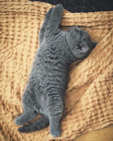 Pişiklər: Şotland, Erkək, Dişi, Ödənişli çatdırılma, Rayonlara çatdırılma — 2