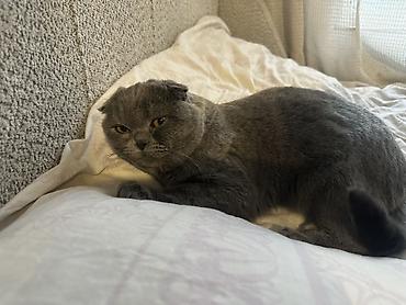 вислоухие коты серые: Шотландская вислоухая кошка (Scottish Fold), окрас — голубой (серый) — 1