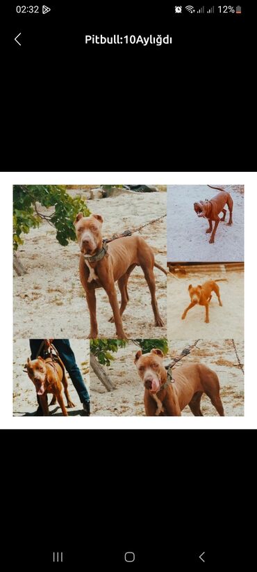 İtlər: Pitbul, 10 ay, Erkek, Ödənişli çatdırılma