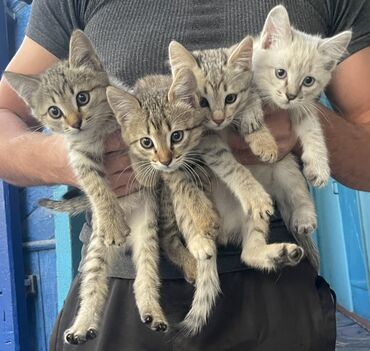 именные ошейники для кошек на заказ: Котята, помёт из четырёх малышей, отдаём в добрые руки ❤️❤️❤️ -