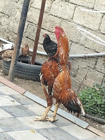 xoruz satlir: Xoruz, Heyratı, il: 3, Ünvandan götürmə — 1