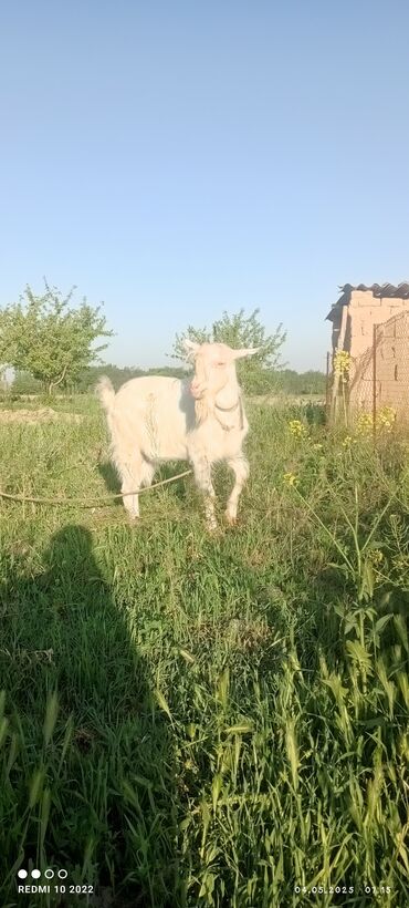 продажа кормов для сельскохозяйственных животных: Продаю | Козёл (самец) | Зааненская | Для разведения | Племенные