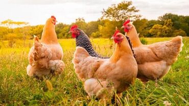 клетки для курицы: Продаю | Куры, Петух, Цыплята | Домашняя | На забой, Для разведения, Несушки