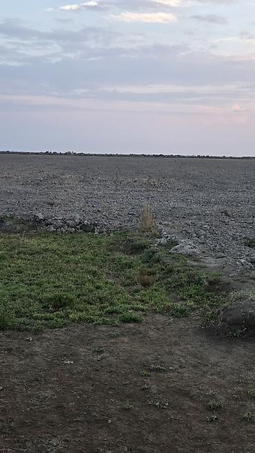 15000 sot, Kənd təsərrüfatı, Mülkiyyətçi, Kupça (Çıxarış)