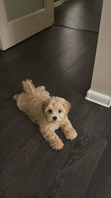 İtlər: Pudel, 1 ay, Ödənişli çatdırılma — 8