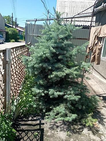 Ель голубая (Picea pungens, «Blue Spruce»), взрослая декоративная. -