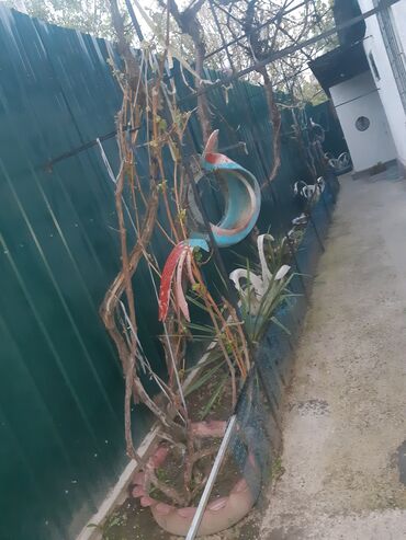 Канцтовары: Продаём хорошую недвижимость сами хозяева в городе!!! Больше фото at lalafo.kg — 16 Канцтовары: Продаём хорошую недвижимость сами хозяева в городе!!! Больше фото — 16