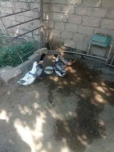 jersey cinsi: Səsli ördekler satılır hamsi bir yerde satılır 5ayliqdilar çatdirma — 1