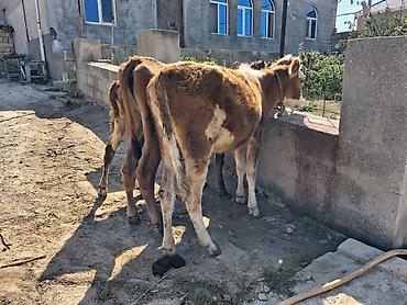 balaca itlərin qiyməti: Dana, buzov, Dişi, ay: 6, 100 kq, Damazlıq, Ünvandan götürmə, Ödənişli çatdırılma — 5