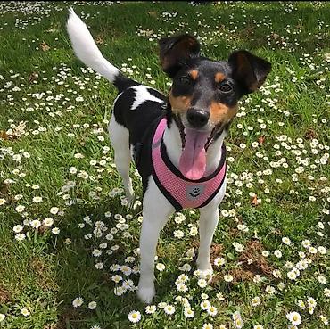 Зоотовары: Широкие шлейки с поводком для собак и кошек. Качество отличное — 4