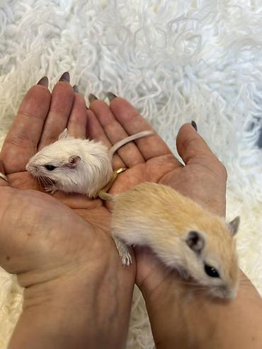 Хомяки: Продаются хомячки джунгарские, сирийские, ангорские пушистые хомячки — 17