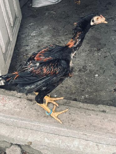 Toyuqlar: Toyuq, Damazlıq — 9