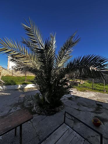 banan agaci: Xurma (xurma xurması) palmı – həyət və bağ sahələri üçün dekorativ iri — 5