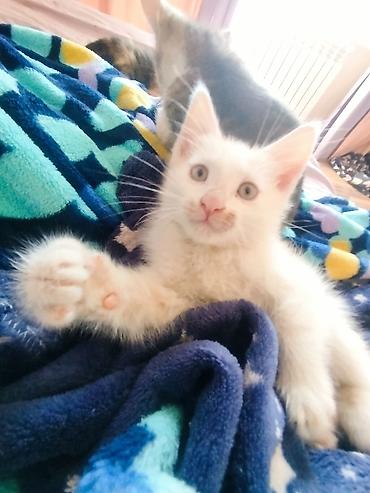 Отдам даром кошку: 3 месяца, Девочка — 2