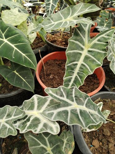 Otaq bitkiləri: Otaq bitkiləri – Fikus elastika kolleksiyası və digər dekorativ növlər — 17