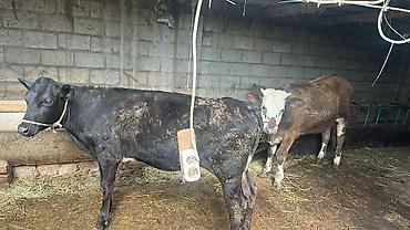 Коровы, быки: Продаю | Тёлка | Симментальская | На забой, Для разведения, Для молока | Племенные, Не стельные, Искусственник — 15