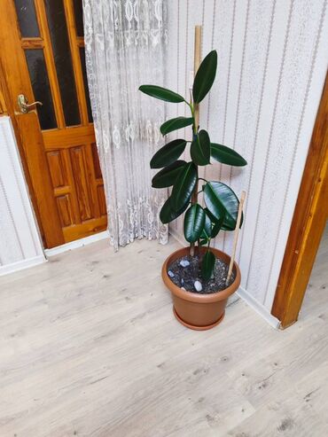 Otaq bitkiləri: Otaq bitkiləri dəsti – dibçəklərlə birlikdə. Zəhmət olmasa zəng edin — 6