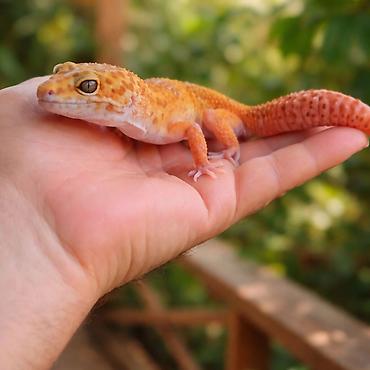 taxta qurdu: Leopard gekko – narıncı çalarların üstünlük təşkil etdiyi gözoxşayan — 2