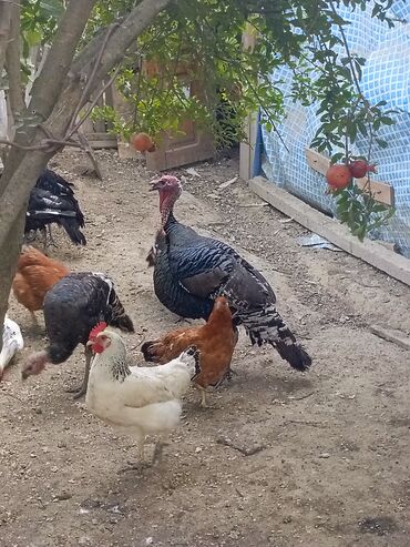 Pişiklər: Digər quşlar
