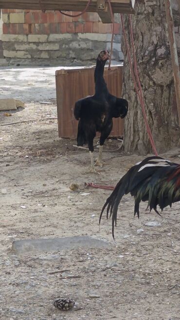 Toyuqlar: Toyuq, Damazlıq, Ödənişli çatdırılma — 10